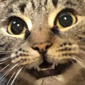 Meet your Posher, Bridget